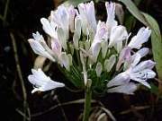 Agapanthus Albus Rosea